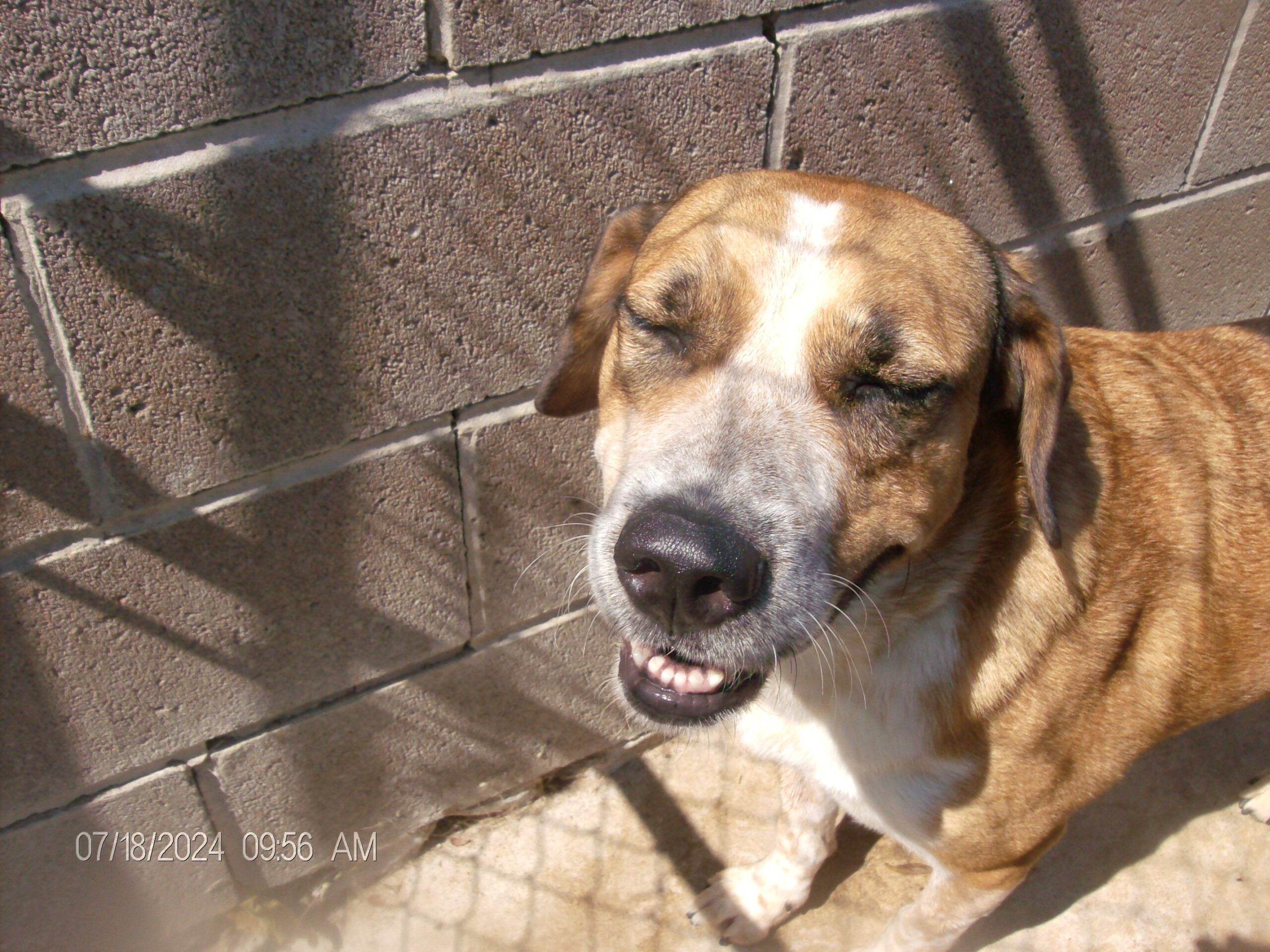 SNIPPY up for Adoption