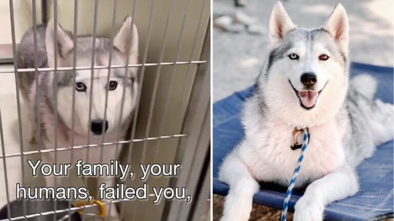 Senior Husky Dumped at Shelter By Family for ‘Having Allergies’ Ready to Love Again