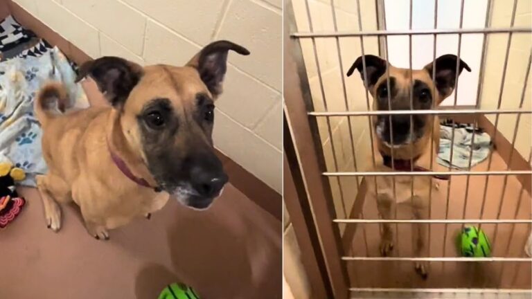 Mama Dog's Heartbreaking 3-Year Shelter Stay Continues as her Puppies Thrive in New Homes