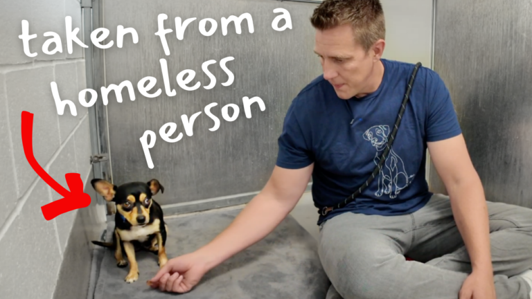 Tiny Shelter dog Won’t Let His Guard Down Until This...