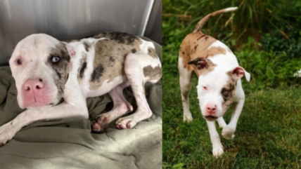 Breeder’s Mistake Leads to Most Gorgeous Pit Bull You’ve Ever Seen—But at What Cost?