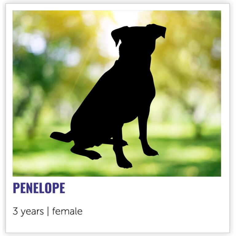 Nebraska Shelter's Covert Operation to Protect One Special Dog