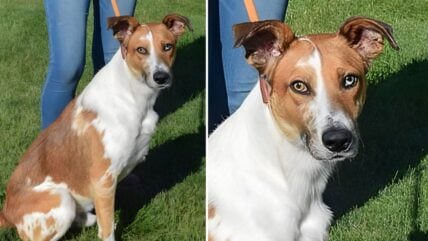 Charismatic Shelter Dog with Two-Toned Eyes Marks Bittersweet Year-Long Stay