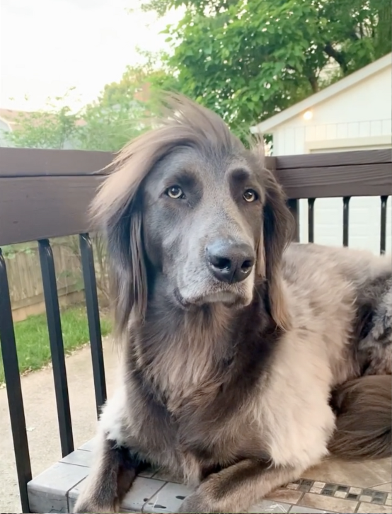 Weimaraner