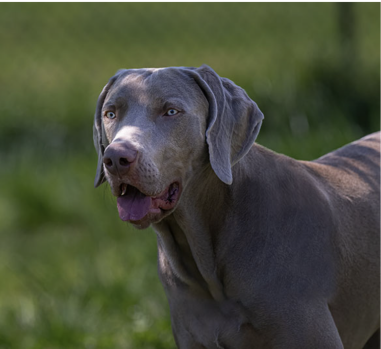 The Mystique of the Weimaraner: The Gray Ghost of the Canine World ...