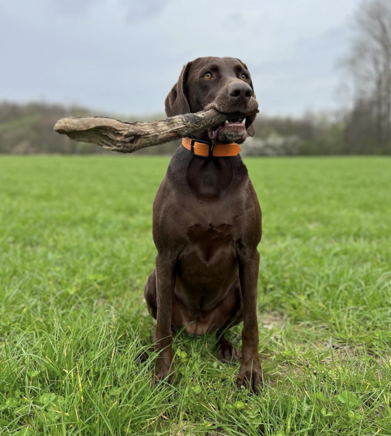 Weimaraner