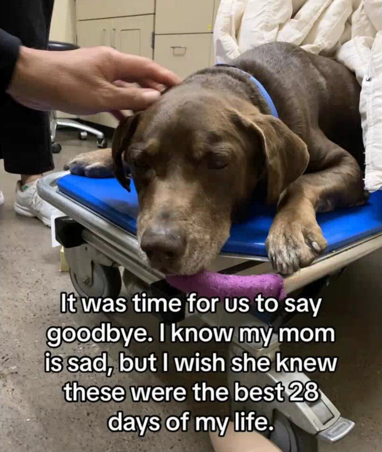 Blind Hospice Dog's Final 28 Days Will Bring You to Tears