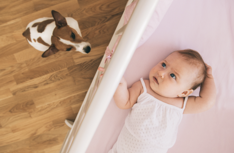 What To Expect When Dogs & Babies Meet