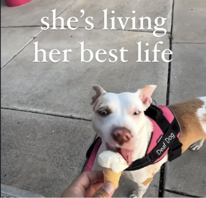 Deaf Dog that ‘Nobody Wanted’ Finds True Happiness With Loving Family 