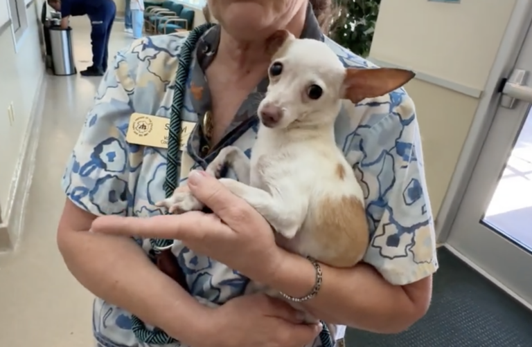 sitting with dogs 47: Watch the Moment Tiny Shelter Dog Eats his First Meal š„¹