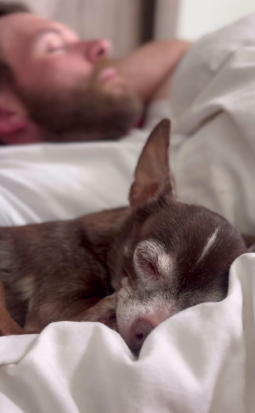 15 Years Old and Starting Over: This Chihuahua's Story Will Melt Your Heart!