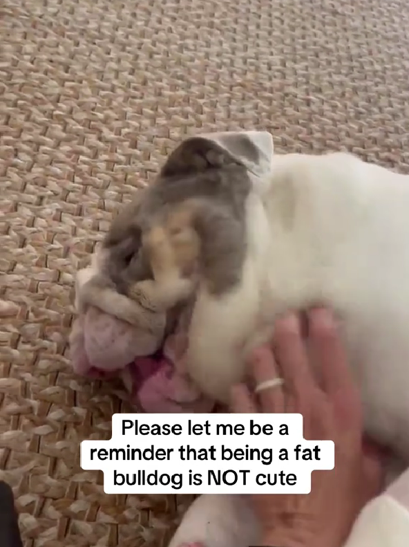 Owner Wants To Euthanize Bulldog For Being Obese, What Happens Next Saves Her Life