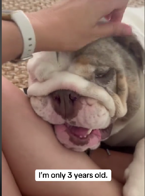 Owner Wants To Euthanize Bulldog For Being Obese, What Happens Next Saves Her Life