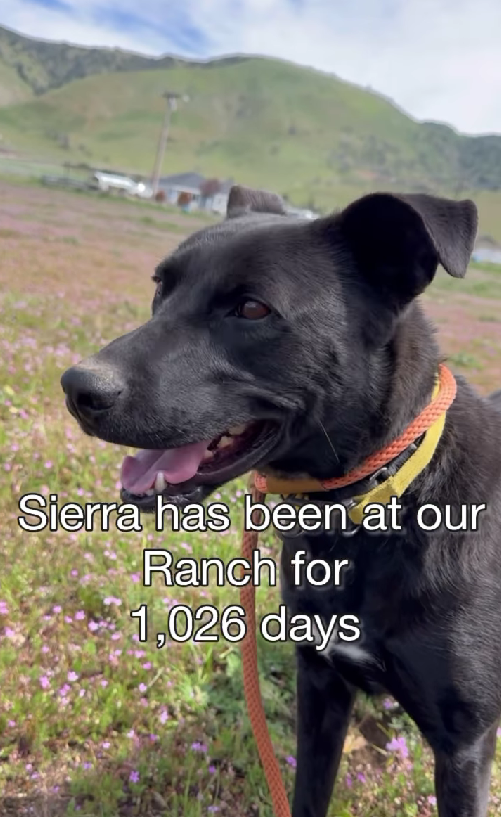 1,026 Days and Counting: A Survivor Dog Is Still Waiting For A Forever Home