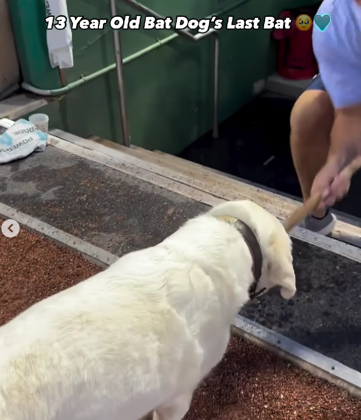 One Last Fetch: The Emotional Retirement of a 13-Year-Old Bat Dog