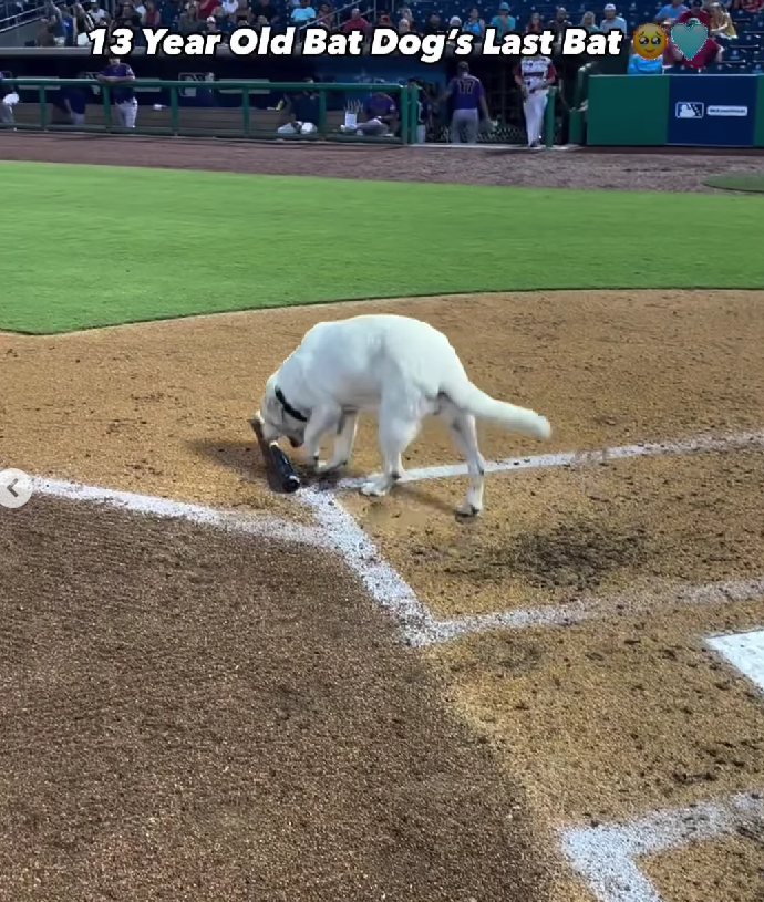 One Last Fetch: The Emotional Retirement of a 13-Year-Old Bat Dog