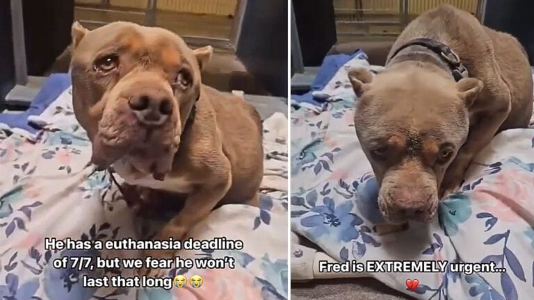 Senior Dog With a Looming Euthanasia Date Pleads for a Foster Home 