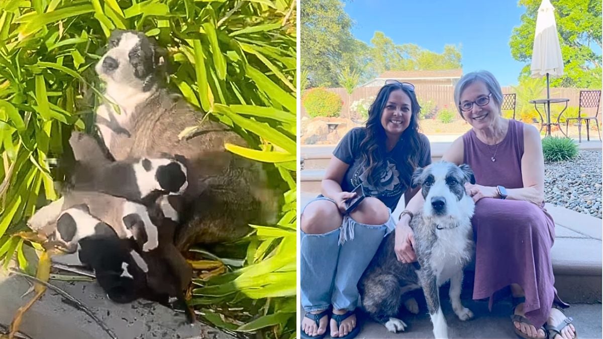 No One Wanted To Adopt Shy Mama Dog, What Happens Next Changes Her Life