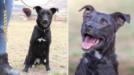 Staff Puzzled As Perfect Dog Still Waiting for Forever Home 1026 Days Later