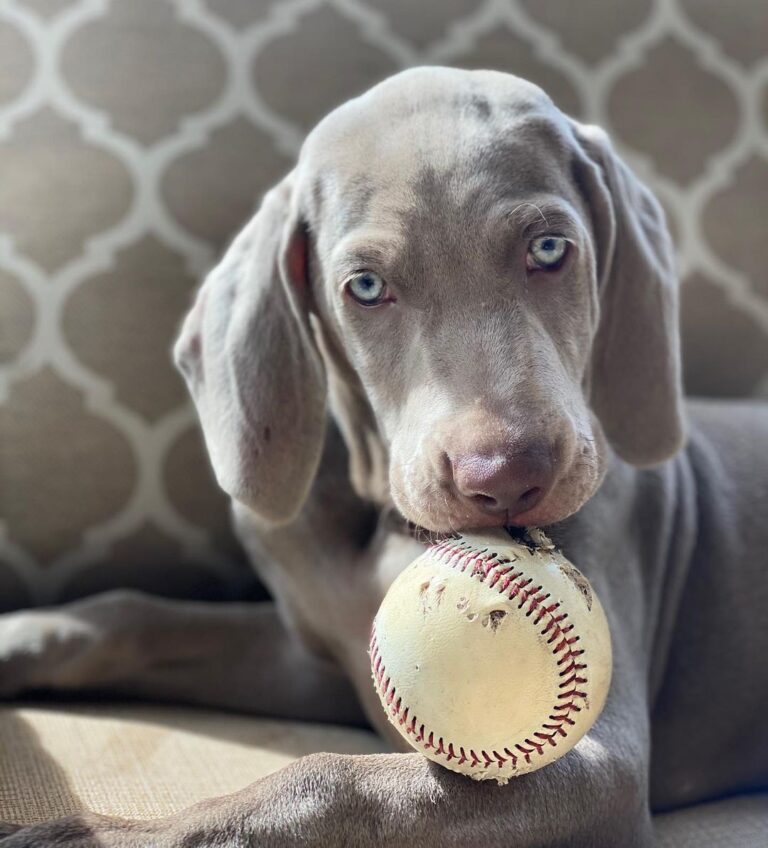 The Mystique of the Weimaraner: The Gray Ghost of the Canine World ...