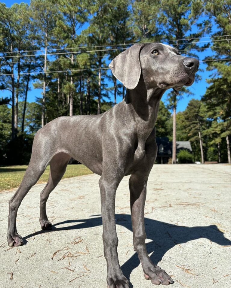 The Mystique of the Weimaraner: The Gray Ghost of the Canine World ...