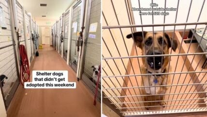 Adoption Heartbreak: The Dogs Who Didn’t Make It Out This Weekend