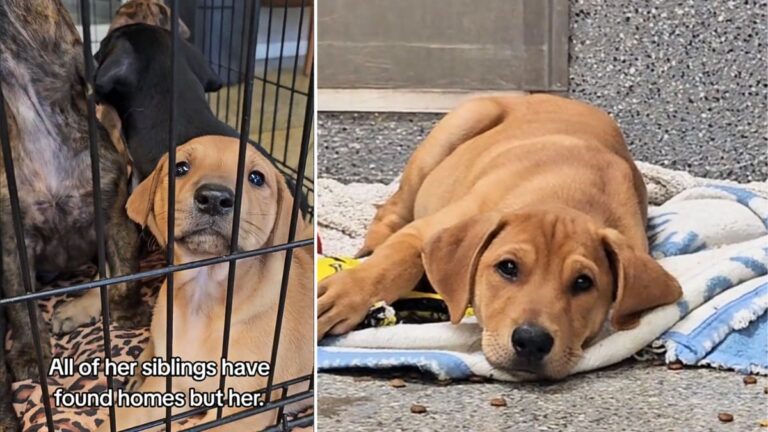 Heartbreak as Puppy Watches Siblings Get Adopted While She's Left Alone in Shelter for a Year