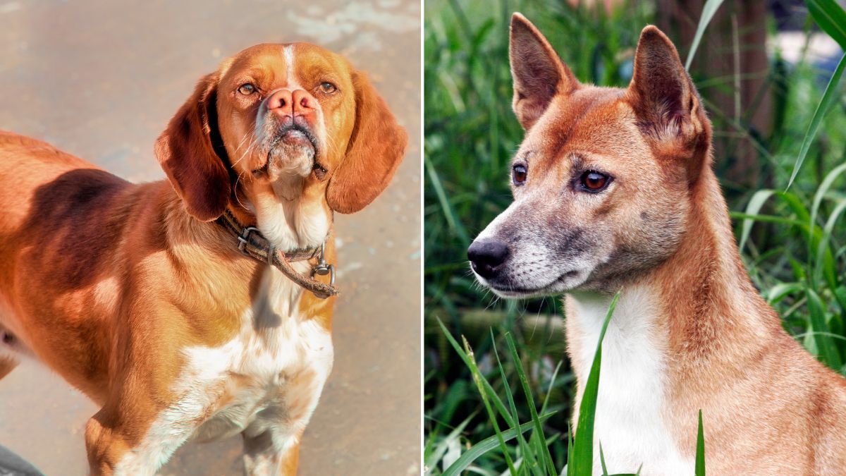 7 Dog Breeds So Rare, You Probably Think They're Mythical! - Rocky Kanaka