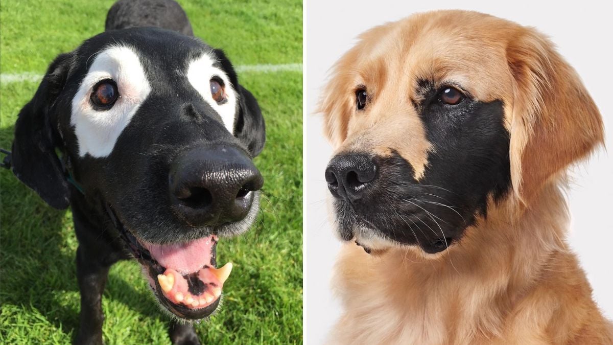 These 16 Dogs Have Such Unique Patterns You Won’t Believe They’re Real 