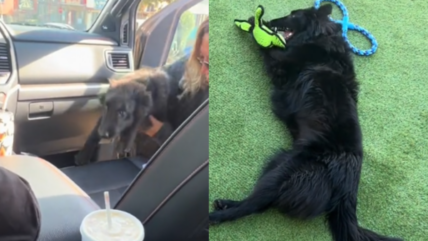 Dog Dumped on Highway Now Living Best Life With New, Loving Family 