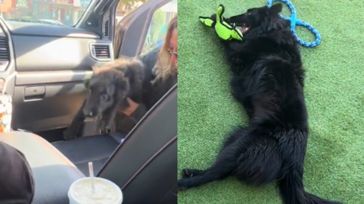 Dog Dumped On Highway Now Living Best Life With New, Loving Family 