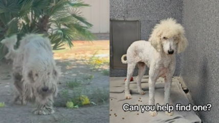 Watch Poodle’s Joyful Reaction as Heavily Matted, Dreadlocked Fur is Cut Off After Life of Neglect