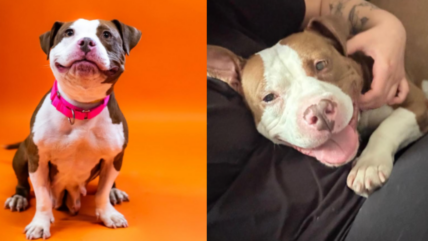 Meet Shelter Staffy Mix With Millions of Social Media Views But Zero Adoption Applications