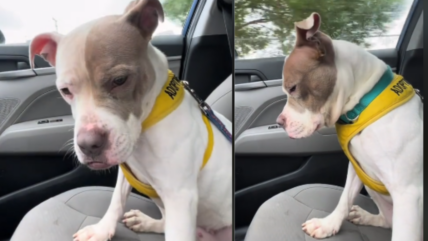 The Unexpected Joy and Heartbreak of a Shelter Dog’s Day Out