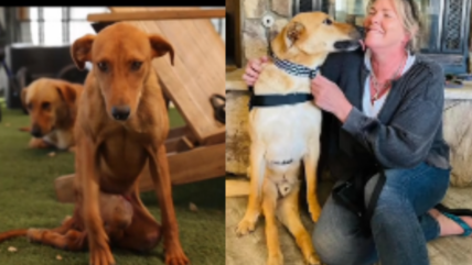 Happy Tears As Disabled, Happy-Go-Lucky Rescue Dog Finally Finds Forever Home 