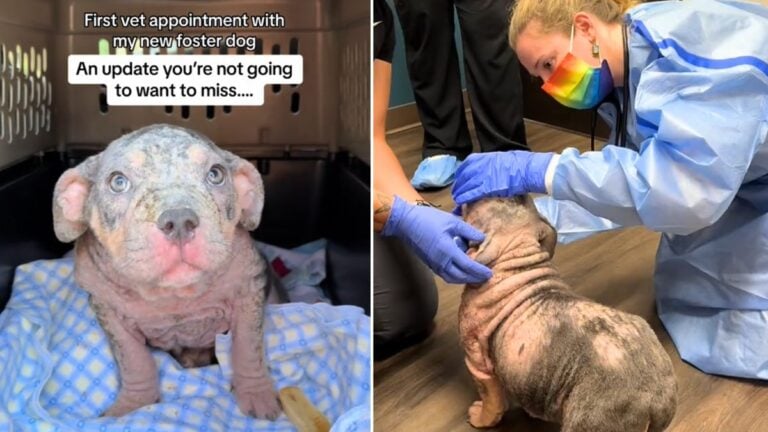Vet's Discovery About Rescue Pup Leaves Foster Mom Speechless