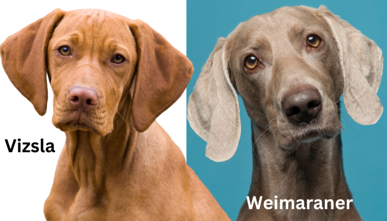 Weimaraner