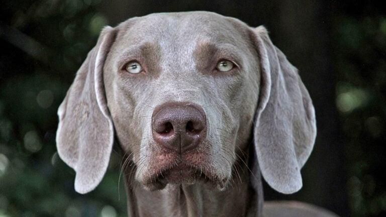 Weimaraner