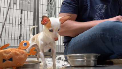 Watch the Moment Tiny Shelter Dog Eats His First Meal 🥹