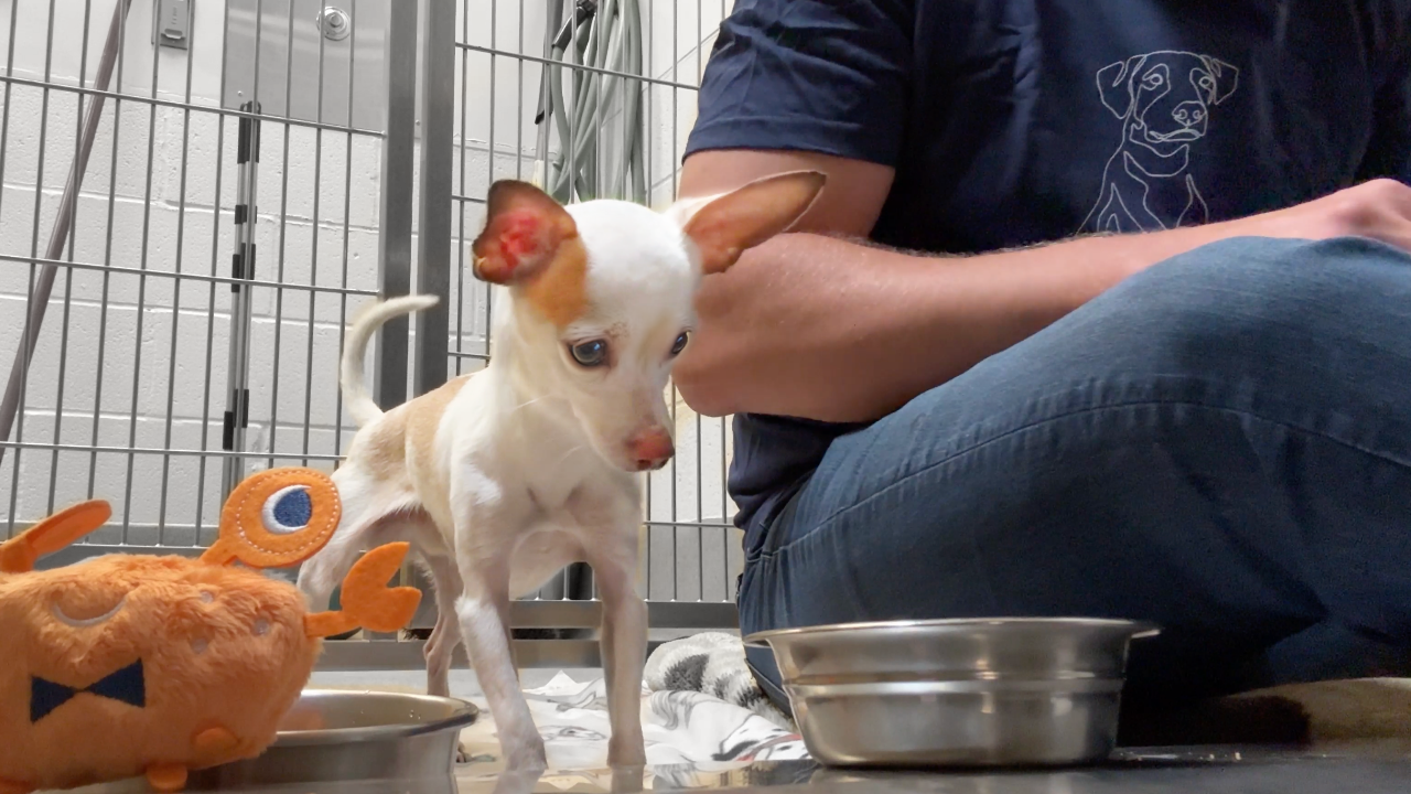 Watch the Moment Tiny Shelter Dog Eats His First Meal 🥹 - Rocky Kanaka