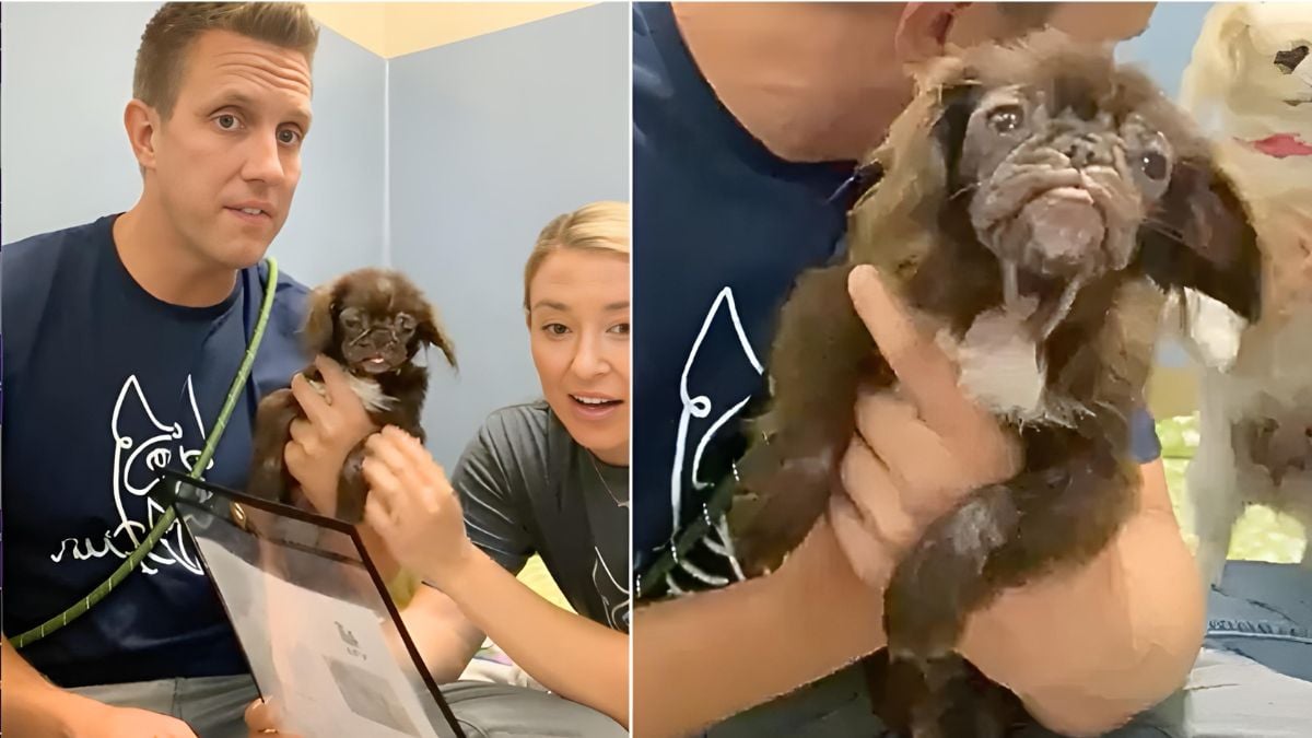 ‘Baby Yoda’ Dog Surprises Shelter Staff with Age Revelation!