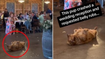 Internet in Stitches After Dog Crashes Wedding, Adorably Demands Belly Rubs