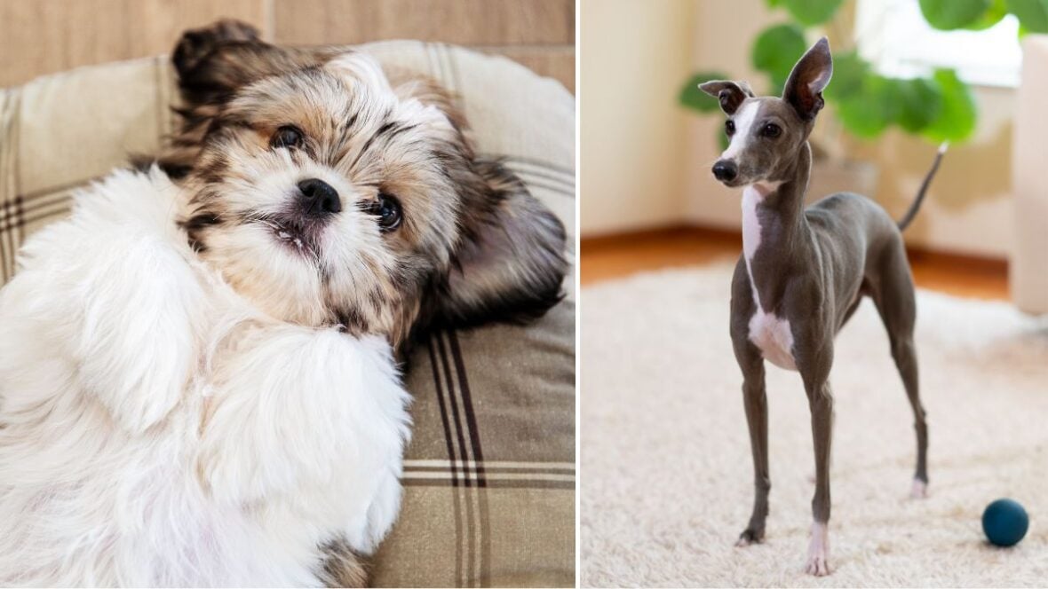 Tiny Space, Big Love: 12 Best Dogs for Apartment Living