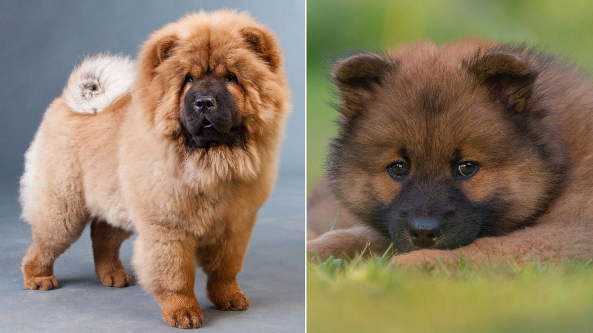 19 Dog Breeds With the Most Majestic Manes You’ll Want to Touch All Day ...