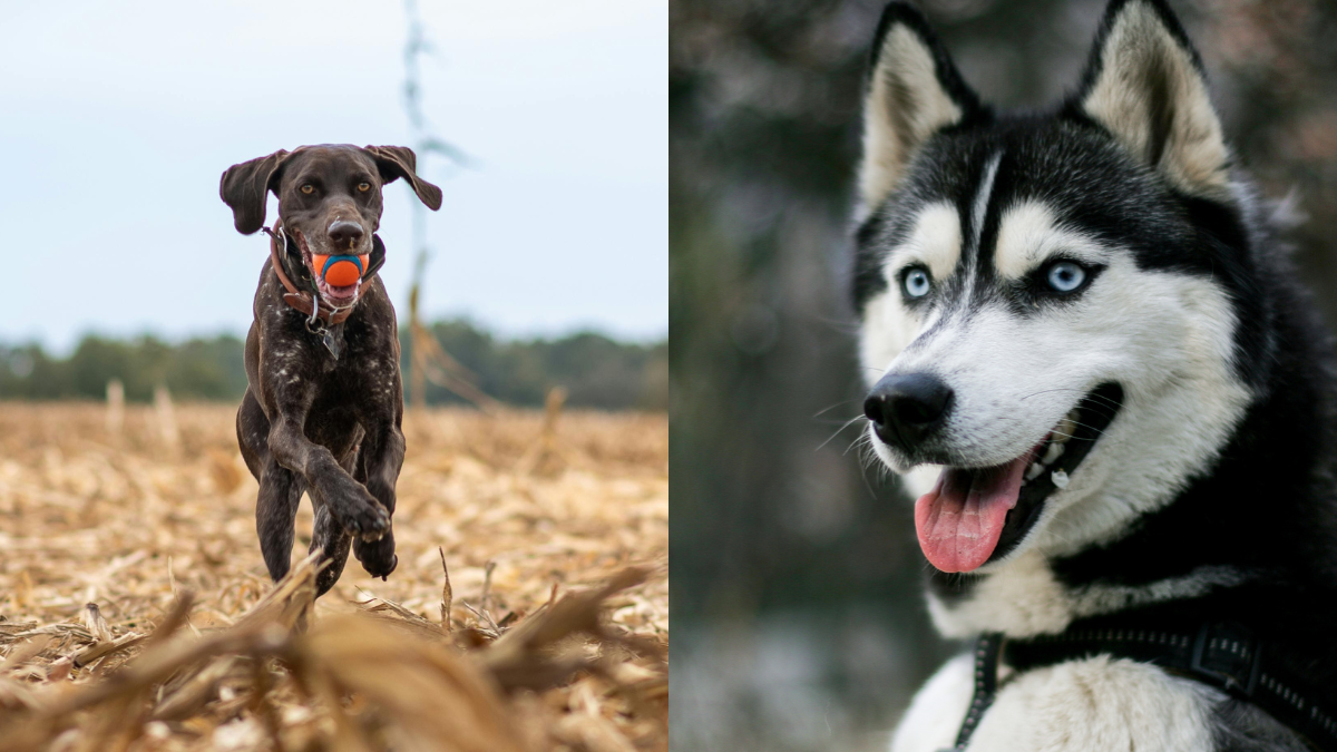 10 High-Energy Dog Breeds That’ll Keep You On Your Toes
