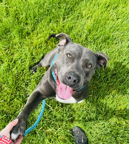 Sweet Pitbull Has Spent 9 Months in a Tiny Concrete Kennel Desperate To Be Adopted