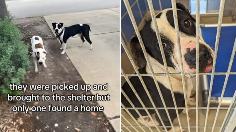 Pit Bull Heartbroken After His Best Friend Finds Forever Home Without Him