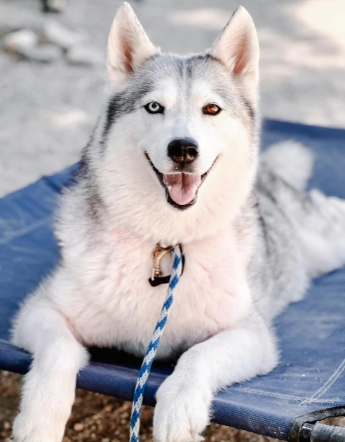 Senior Husky Dumped at Shelter By Family for ‘Having Allergies’ Ready to Love Again