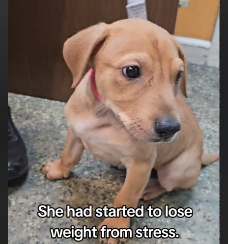 Heartbreak as Puppy Watches Siblings Get Adopted While She's Left Alone in Shelter for a Year