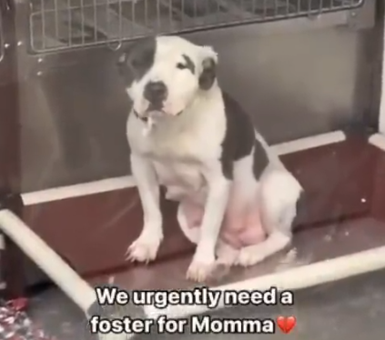 Sick Mama Dog Reaches Breaking Point, Urgently Needs Foster Home 